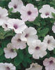 Supertunia® Mini Silver - Petunia hybrid