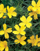 Lemon Drop® - Primrose - Oenothera