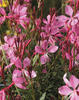 Karalee® Petite Pink - Butterfly Flower - Gaura lindheimeri