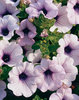 Supertunia® Mini Blue Veined - Petunia hybrid