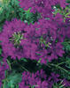 Babylon® Blue - Verbena hybrid