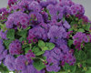 Artist® Blue - Flossflower - Ageratum hybrid