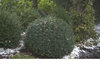 North Star™ - Boxwood - Buxus sempervirens