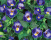Catalina® Midnight Blue - Wishbone Flower - Torenia