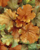 Dolce® Creme Brulee - Coral Bells - Heuchera