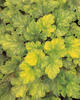 Dolce® Key Lime Pie - Coral Bells - Heuchera