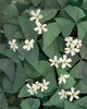 Charmed® Jade - Shamrock - Oxalis