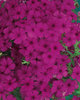 Intensia® Cabernet - Phlox hybrid