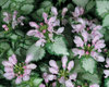 Pink Chablis® - Dead Nettle - Lamium maculatum