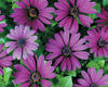 Soprano® Compact Purple - Osteospermum hybrid