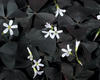 Charmed® Velvet - Shamrock - Oxalis