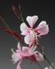 Stratosphere™ Pink Picotee - Butterfly Flower - Gaura lindheimeri