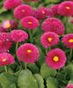 Polar™ Red - English Daisy - Bellis perennis