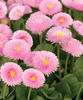Polar™ Pink - English Daisy - Bellis perennis