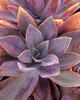 Fred Ives - Echeveria - Graptoveria hybrid
