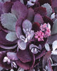 Silver Gray - Kalanchoe pumila