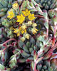 Hummelii - Sedeveria hybrid