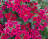 Tukana® Raspberry - Verbena hybrid