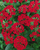 Tukana® Scarlet - Verbena hybrid