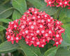 Butterfly Red - Pentas