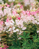 Spirit® Appleblossom - Spider Flower - Cleome hassleriana
