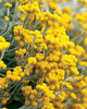 Flambe® Yellow - Strawflower - Chrysocephalum apiculatum