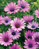 Soprano® Purple - Osteospermum hybrid