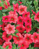 Superbells® Coral - Calibrachoa hybrid