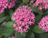 Butterfly Deep Pink - Pentas