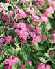 Artist® Rose - Flossflower - Ageratum hybrid