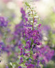 Angelface® Dark Violet - Summer Snapdragon - Angelonia angustifolia hybrid