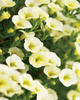 Superbells® Yellow Chiffon - Calibrachoa hybrid