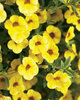Superbells® Saffron - Calibrachoa hybrid