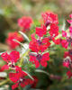 Totally Tempted® - Cuphea llavea