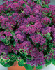 Artist® Purple - Flossflower - Ageratum hybrid