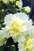 Spring Celebrities Lemon - Hollyhock - Alcea rosea annua