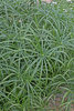 Graceful Grasses® Baby Tut® - Umbrella Grass - Cyperus involucratus