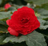 Nonstop® Deep Red - Tuberous Begonia - Begonia x tuberhybrida