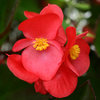 Big™ Red with Green Leaf - Begonia benariensis