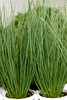 Graceful Grasses® Blue Mohawk® - Soft Rush - Juncus inflexus