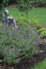 Lo & Behold® 'Blue Chip' - Butterfly Bush - Buddleia hybrid