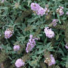 Lo & Behold® 'Lilac Chip' - Butterfly Bush - Buddleia