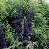 English Butterfly™ Adonis Blue™ - Butterfly Bush - Buddleia davidii