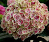 Cityline™ Mars - Hydrangea macrophylla
