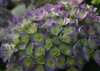 Cityline™ Rio - Hydrangea macrophylla