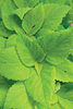 ColorBlaze® LifeLime - Coleus - Solenostemon scutellarioides