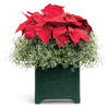 DiamondPoint® - Euphorbia