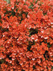 Flirtation® Orange - Twinspur - Diascia hybrid