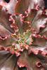 Zorro - Echeveria hybrid