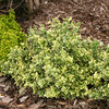 White Album™ - Euonymus fortunei